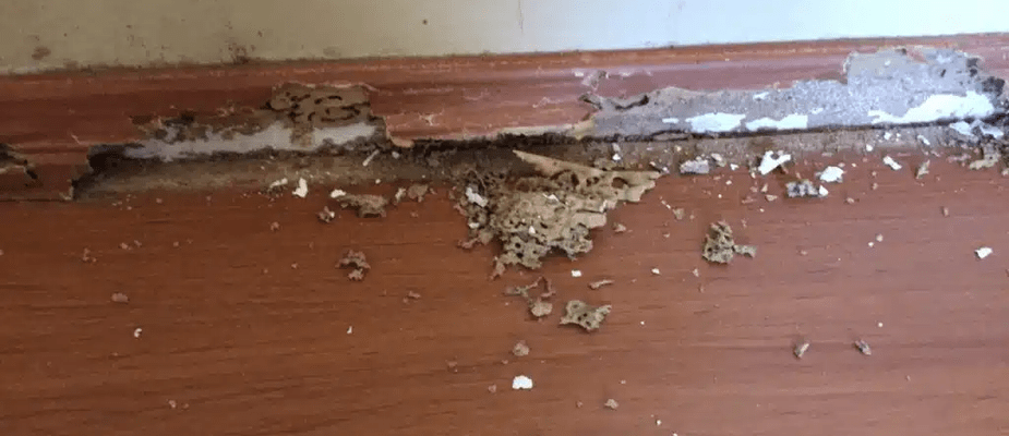 Porta com cupim: o que fazer nessa situação?