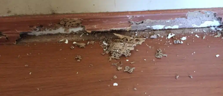 Porta com cupim: o que fazer nessa situação?
